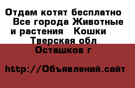 Отдам котят бесплатно  - Все города Животные и растения » Кошки   . Тверская обл.,Осташков г.